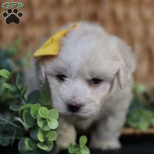 Tiny-Noelle, Bichon Frise Puppy